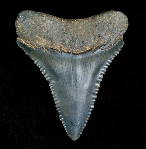 buy jet black great white fossil tooth